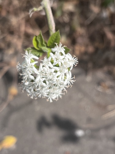 Ehretia resinosa (Ehretia resinosa)