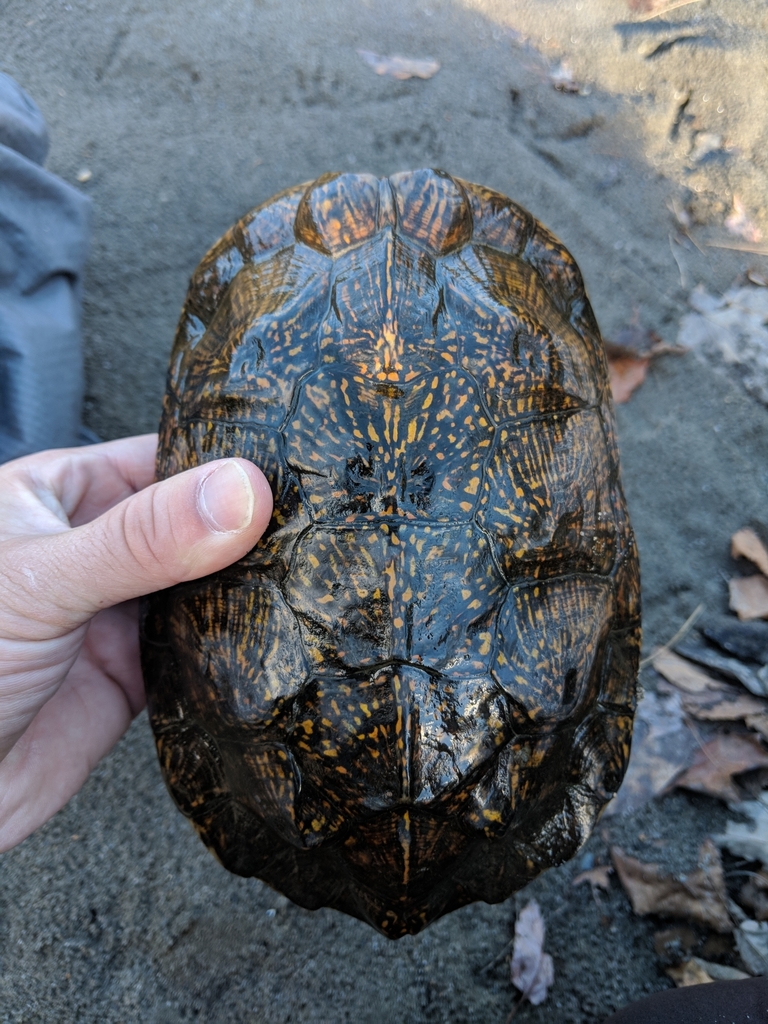 Wood Turtle in October 2018 by Nathaniel Sharp · iNaturalist