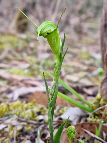 Pterostylis bryophila