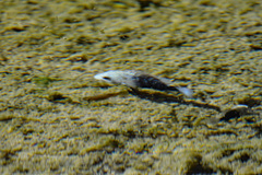 Herichthys carpintis