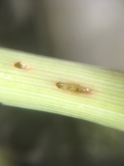 Acrolepiopsis assectella