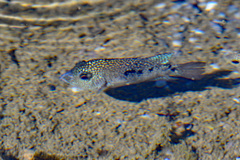 Herichthys carpintis