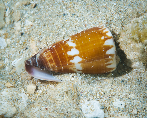 Conus planorbis observed 2023-04-15