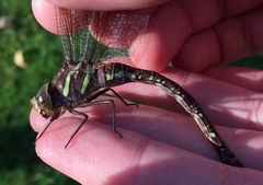 Aeshna umbrosa umbrosa