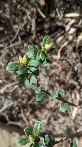Vaccinium delavayi, photograph 4