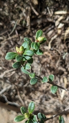 (c) Cheng-Te Hsu, some rights reserved (CC BY) Vaccinium delavayi, photograph (c) Cheng-Te Hsu, some rights reserved (CC BY)