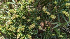 (c) Cheng-Te Hsu, some rights reserved (CC BY) Vaccinium delavayi, photograph (c) Cheng-Te Hsu, some rights reserved (CC BY)