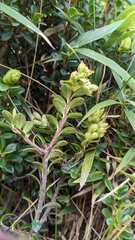 Vaccinium delavayi, photograph (c) Cheng-Te Hsu, some rights reserved (CC BY)