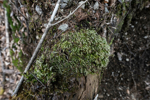 Thamnobryum subseriatum observed 2023-03-30