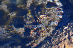 Poecilia mexicana