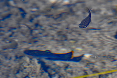 Poecilia mexicana