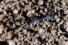 Argia nahuana