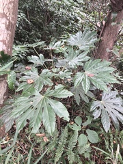 Fatsia japonica