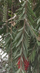 Melaleuca citrina