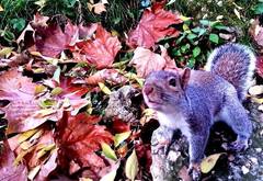 Sciurus carolinensis
