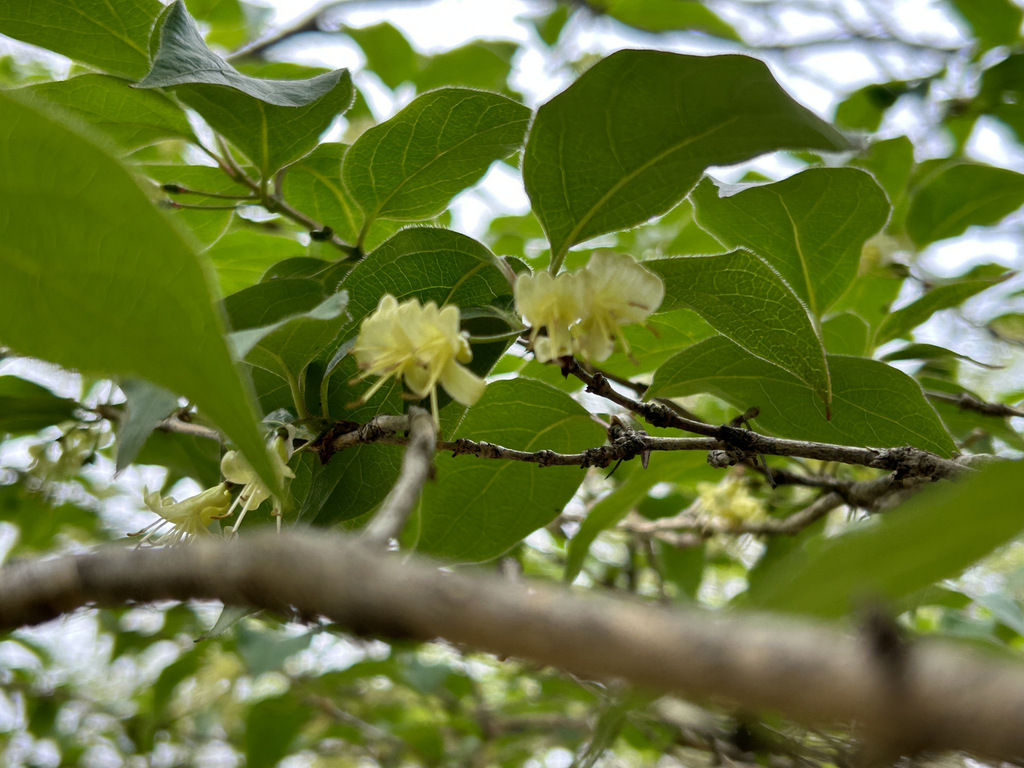 Lonicera chrysantha; photograph author not stated, no rights reserved