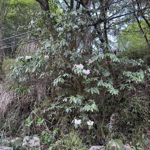 Rhododendron morii observed 2023-04-16