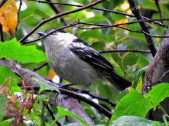 Dryoscopus cubla cubla