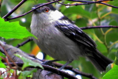 Dryoscopus cubla cubla