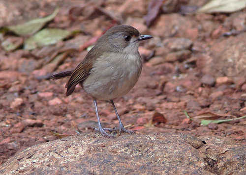 Usambara Akalat