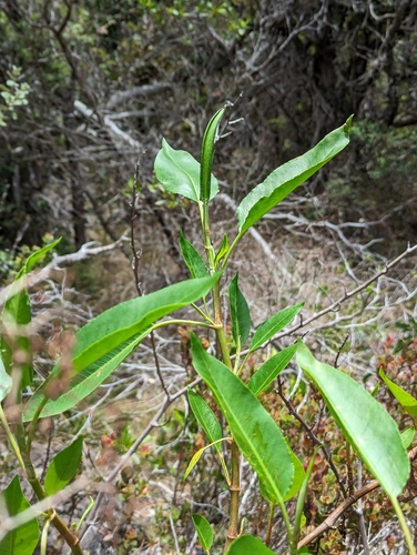 Image of Rumex skottsbergii by (c) David Anderson, some rights reserved (CC BY)