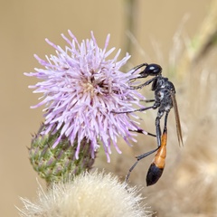 Ammophila campestris