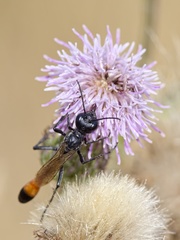 Ammophila campestris
