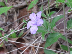 Ruellia pedunculata