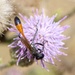 Ammophila campestris - Photo (c) Pierre Bornand, some rights reserved (CC BY-NC), uploaded by Pierre Bornand