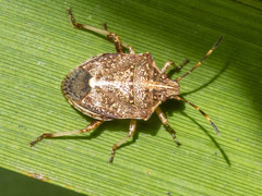 Oncocoris geniculatus