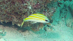 Lutjanus bengalensis