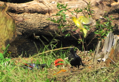 Crithagra sulphurata