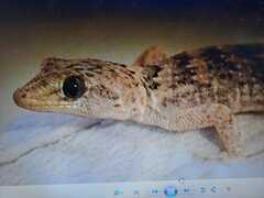 Baltastan Gecko photo 3