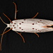 Speckled Lactura - Photo (c) Ben Gruver, some rights reserved (CC BY-NC), uploaded by Ben Gruver