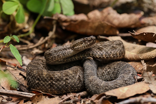 Photo of a Tlaloc's Rattlesnake (Crotalus tlaloci)