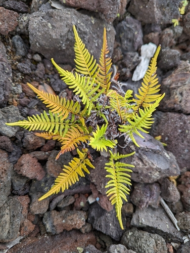 Image of Pityrogramma austroamericana by (c) David Anderson, some rights reserved (CC BY)