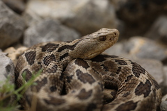 Mexican Pygmy Rattlesnake photo 2