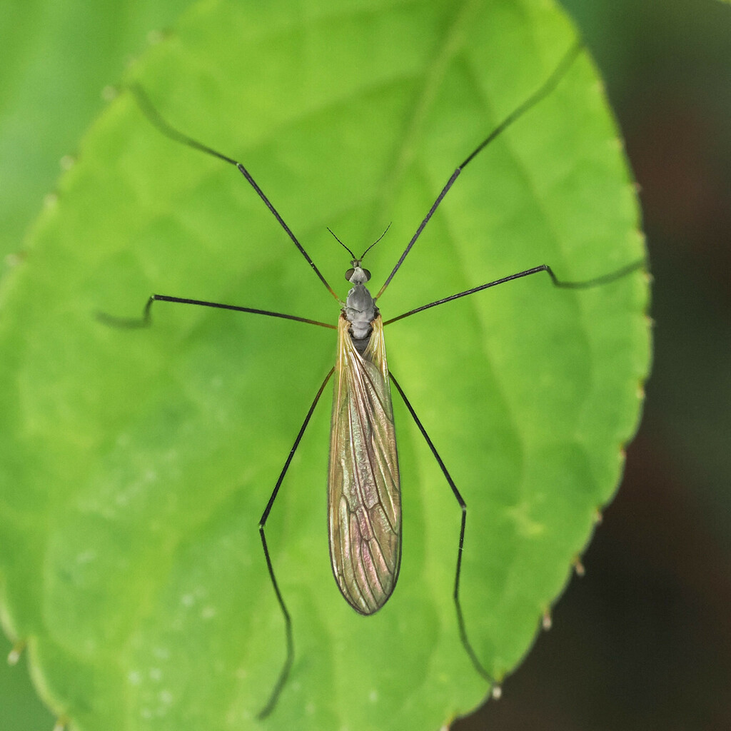Dicranoptycha