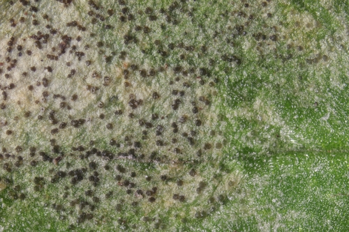 Septoria stellariae
