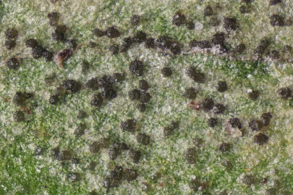 Septoriosis en una planta