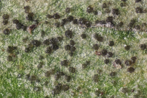 Septoria in life