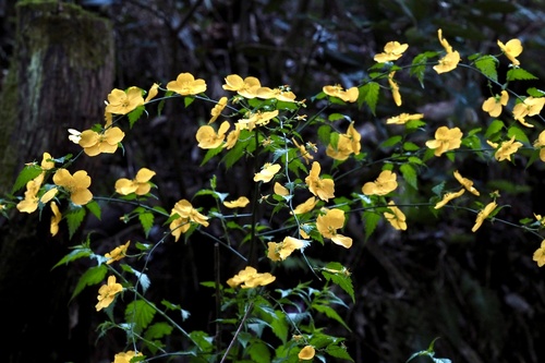Kerria japonica