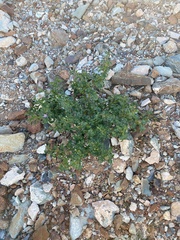 Solanum villosum image