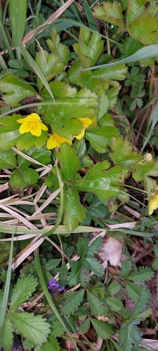 Image of Waldsteinia ternata by (c) Manuel R Popp, some rights reserved (CC BY)
