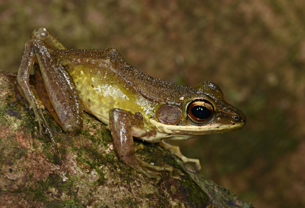 Lesser White-Lipped Frog