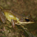 Lesser White-Lipped Frog - Photo (c) Frederic Griesbaum, some rights reserved (CC BY-NC), uploaded by Frederic Griesbaum