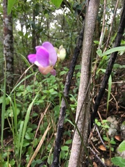 Lathyrus palustris