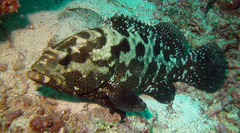Epinephelus polyphekadion