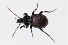 Sphaeroderus stenostomus lecontei
