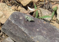 Trimerotropis saxatilis